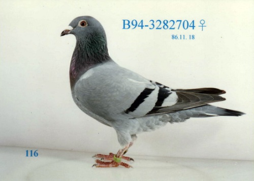 B94－3282704灰 ♀