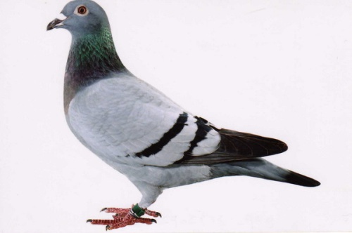 B99－3172092灰 ♀