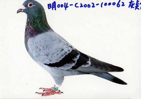 C2002-100062灰點 ♂