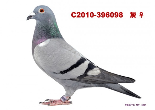 C2010-396098 灰  ♀
