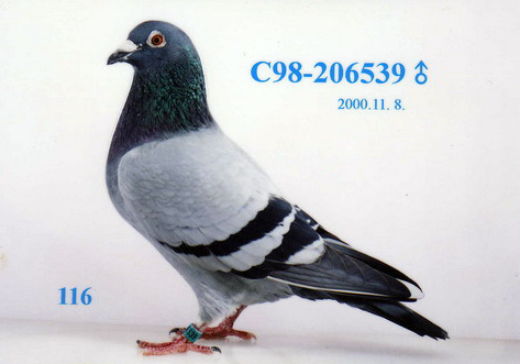 C98-206539灰白羽 ♂