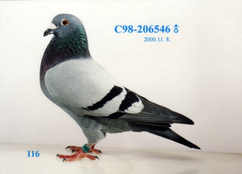 C98－206546灰 ♂