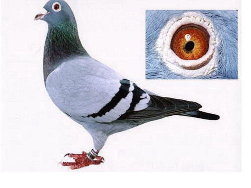 T2001－024904灰 ♀