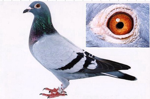 T2002－013322灰 ♀