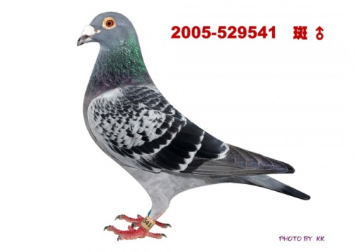 T2005-529541班 ♂