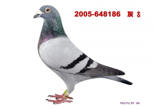 T2005-648186 灰 ♂