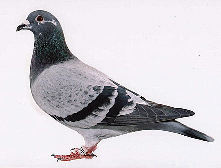 T2006-737070灰點 ♀