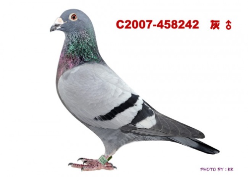 T2007-458242 灰  ♂