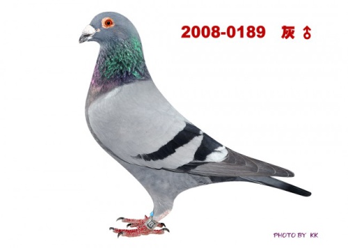 T2008-0189灰 ♂