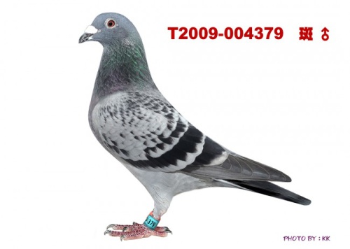 T2009-004379 班  ♂