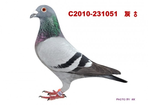T2010-231051灰 ♂