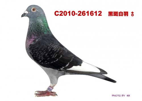 T2010-261612班白羽 ♂