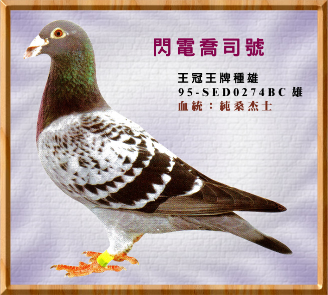 ���a���P�ض� - �{�q��q��